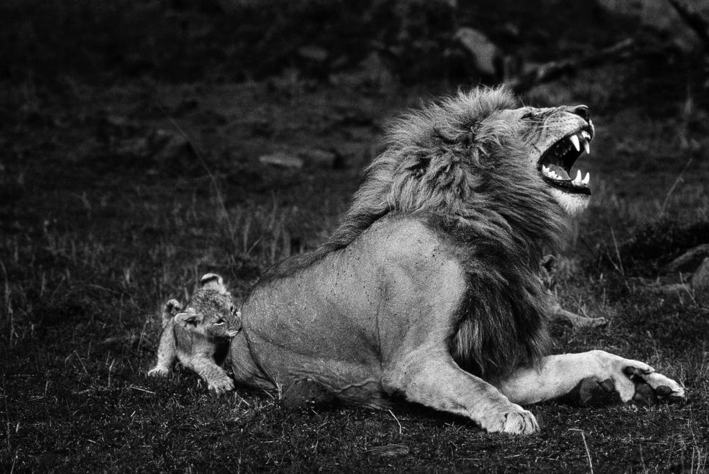 photo lion Yann Arthus Bertrand